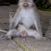 monkey_macaque_balinese_mf_ubud_v_0084_bal0084.jpg